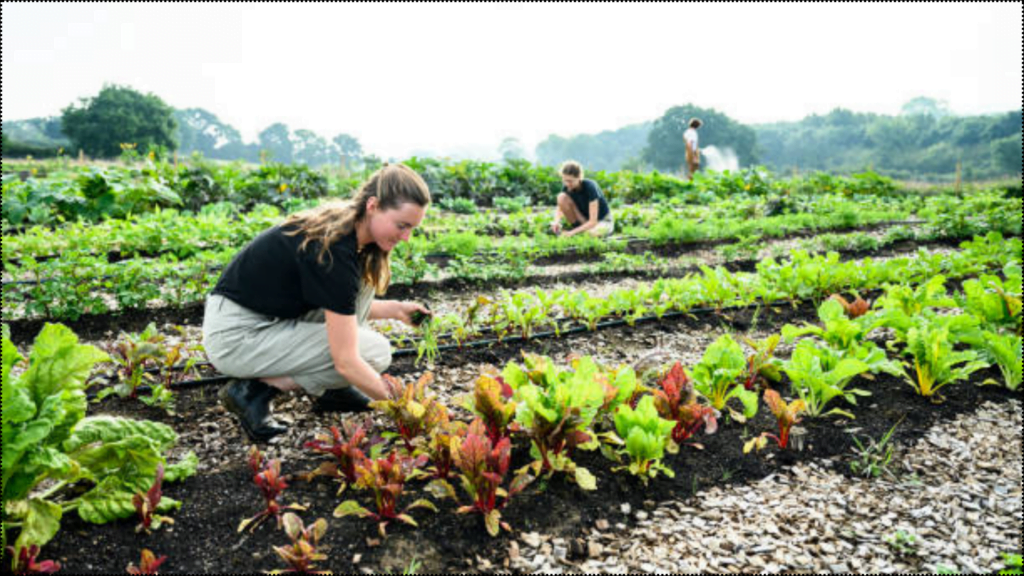 Local Harvest Organic Gardening