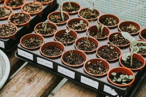 Local Harvest Organic Gardening