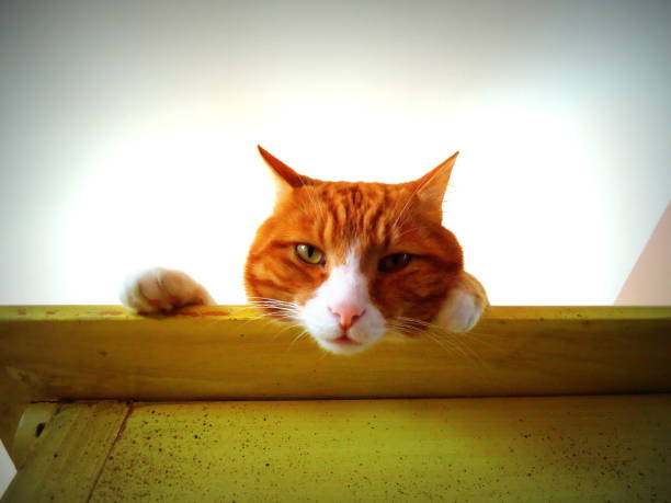 Cat Spray Stop review