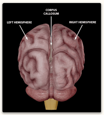 Tesla Wealth Script Review